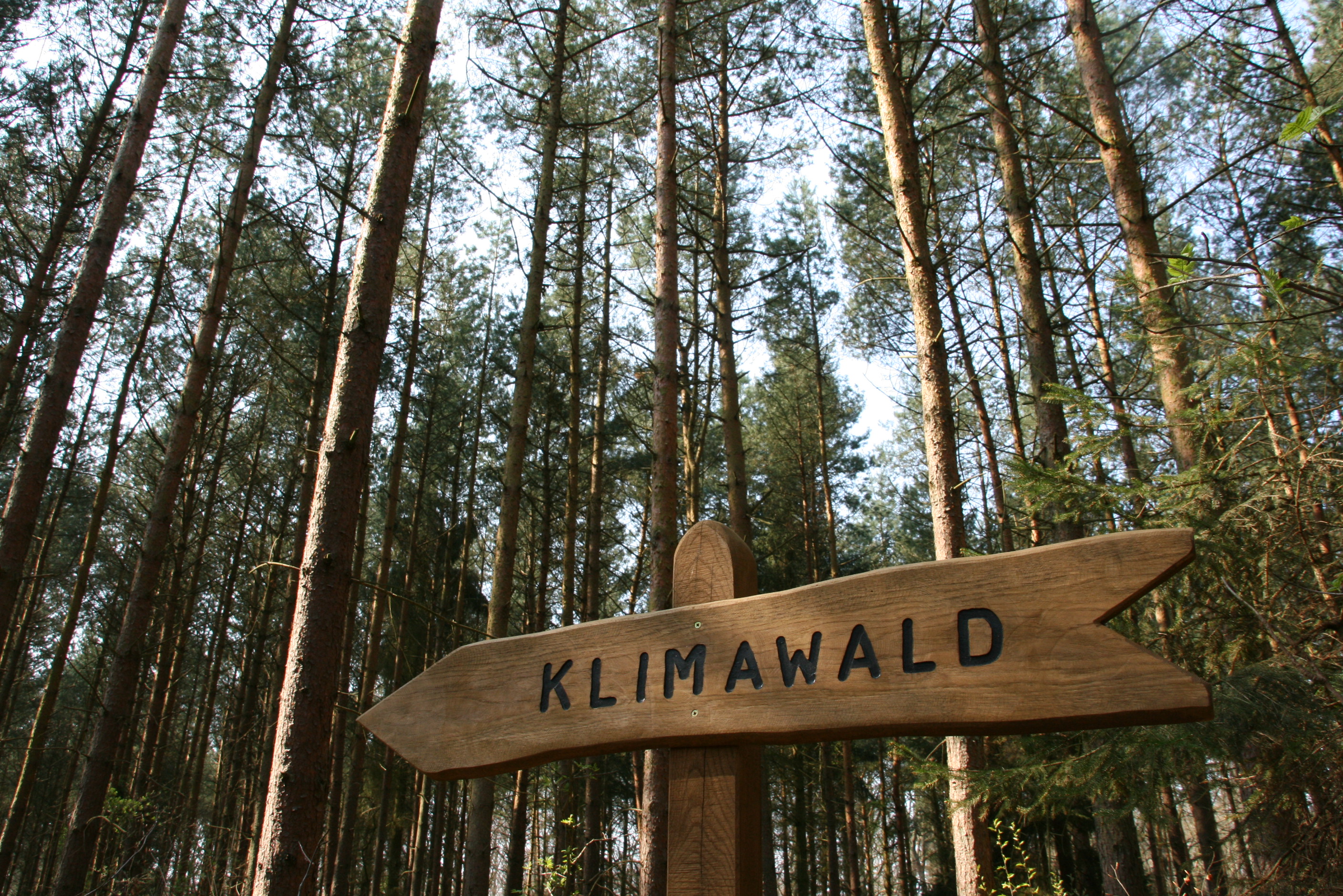 Klimawald Usedom-Koserow, Foto: Tourismusverband Mecklenburg-Vorpommern