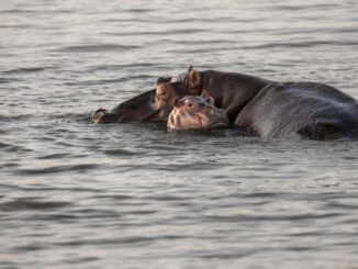 Zwischen Oberfläche und Tiefe trägt Nähe: Ein Flusspferd hält sein Junges eng bei sich – ein stilles Bild für Schutz, Zugehörigkeit und das, was Familien jenseits aller Oberflächlichkeit zusammenhält. Bild von butti_s auf Pixabay
