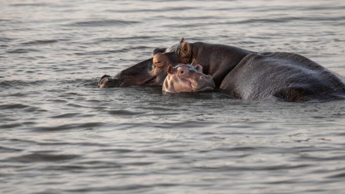 Zwischen Oberfläche und Tiefe trägt Nähe: Ein Flusspferd hält sein Junges eng bei sich – ein stilles Bild für Schutz, Zugehörigkeit und das, was Familien jenseits aller Oberflächlichkeit zusammenhält. Bild von butti_s auf Pixabay